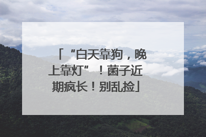 “白天靠狗，晚上靠灯”！菌子近期疯长！别乱捡