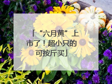 “六月黄”上市了！超小只的可按斤买