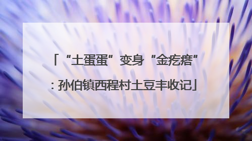 “土蛋蛋”变身“金疙瘩”：孙伯镇西程村土豆丰收记