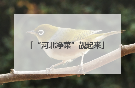 “河北净菜”靓起来