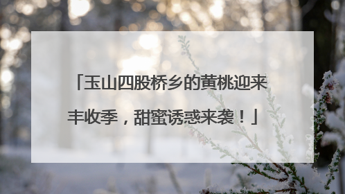 玉山四股桥乡的黄桃迎来丰收季，甜蜜诱惑来袭！