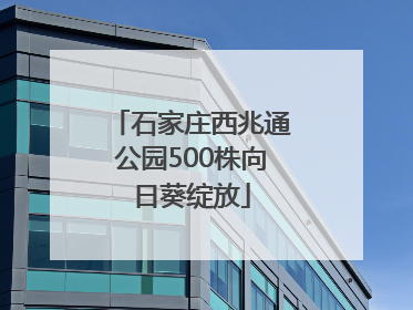 石家庄西兆通公园500株向日葵绽放
