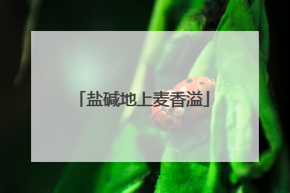 盐碱地上麦香溢