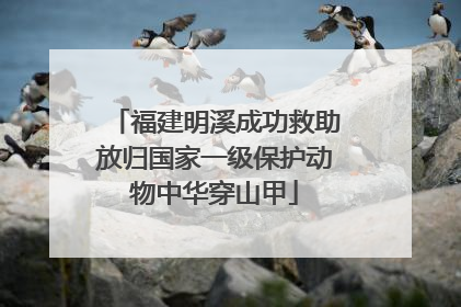 福建明溪成功救助放归国家一级保护动物中华穿山甲