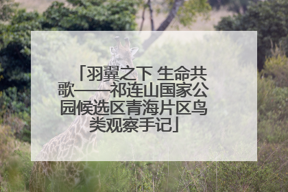 羽翼之下 生命共歌——祁连山国家公园候选区青海片区鸟类观察手记