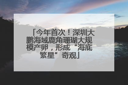 今年首次！深圳大鹏海域鹿角珊瑚大规模产卵，形成“海底繁星”奇观