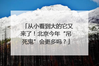 从小看到大的它又来了！北京今年“吊死鬼”会更多吗？