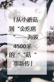 从小蘑菇到“金疙瘩“——海拔4500米的““菇“事新传