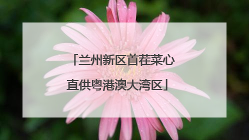 兰州新区首茬菜心直供粤港澳大湾区