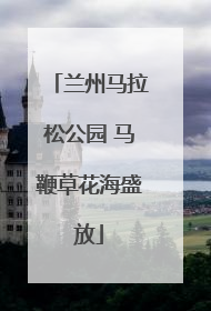 兰州马拉松公园 马鞭草花海盛放