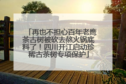再也不担心百年老鹰茶古树被砍去熬火锅底料了！四川开江启动珍稀古茶树专项保护