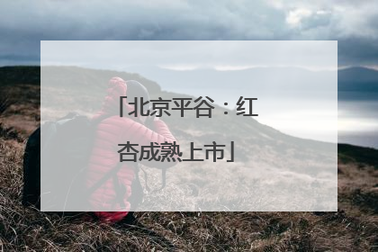 北京平谷：红杏成熟上市
