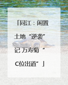 同江：闲置土地“逆袭”记 万寿菊“C位出道”