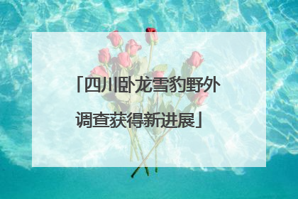 四川卧龙雪豹野外调查获得新进展