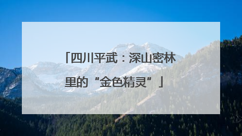 四川平武：深山密林里的“金色精灵”