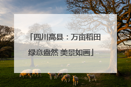 四川高县：万亩稻田绿意盎然 美景如画
