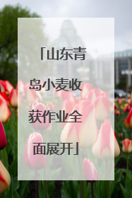 山东青岛小麦收获作业全面展开