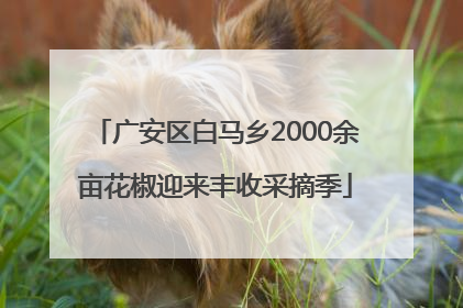 广安区白马乡2000余亩花椒迎来丰收采摘季