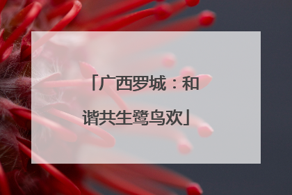 广西罗城：和谐共生鹭鸟欢
