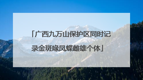 广西九万山保护区同时记录金斑喙凤蝶雌雄个体