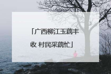 广西柳江玉藕丰收 村民采藕忙