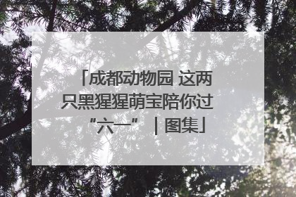 成都动物园 这两只黑猩猩萌宝陪你过“六一”｜图集