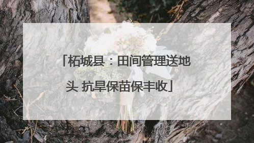柘城县：田间管理送地头 抗旱保苗保丰收