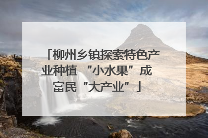 柳州乡镇探索特色产业种植 “小水果”成富民“大产业”
