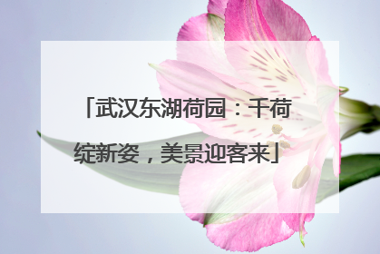 武汉东湖荷园：千荷绽新姿，美景迎客来