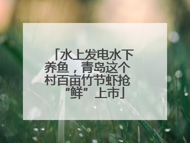 水上发电水下养鱼，青岛这个村百亩竹节虾抢“鲜”上市