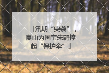 汛期“突袭”，崀山为国宝朱鹮撑起“保护伞”