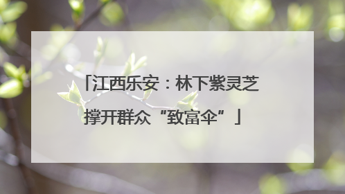 江西乐安：林下紫灵芝撑开群众“致富伞”
