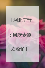 河北宁晋：风吹麦浪夏收忙