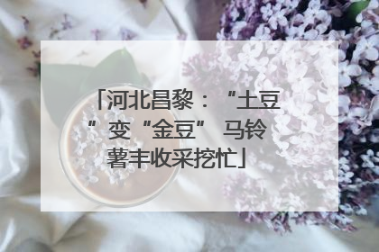 河北昌黎：“土豆”变“金豆” 马铃薯丰收采挖忙