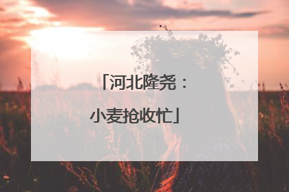 河北隆尧：小麦抢收忙