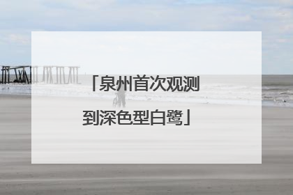 泉州首次观测到深色型白鹭