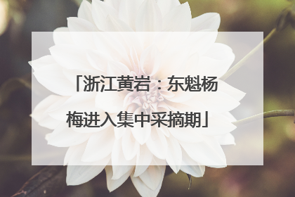 浙江黄岩：东魁杨梅进入集中采摘期