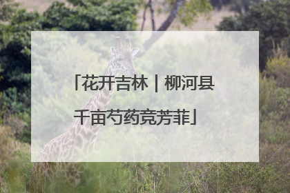花开吉林｜柳河县千亩芍药竞芳菲
