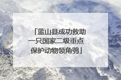 蓝山县成功救助一只国家二级重点保护动物领角鸮