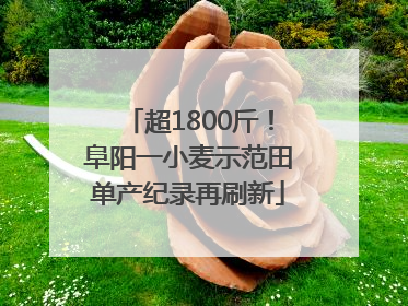 超1800斤！阜阳一小麦示范田单产纪录再刷新