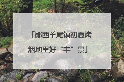 郧西羊尾镇初夏烤烟地里好“丰”景