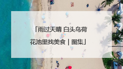 雨过天晴 白头鸟荷花池里找美食｜图集