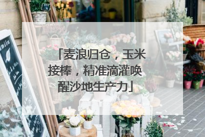 麦浪归仓，玉米接棒，精准滴灌唤醒沙地生产力