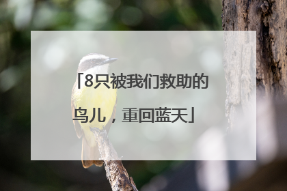 8只被我们救助的鸟儿，重回蓝天